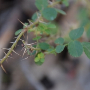 Rosa rubiginosa at Wamboin, NSW - 19 May 2020