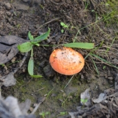 Amanita xanthocephala (Vermilion grisette) at Wamboin, NSW - 19 May 2020 by natureguy