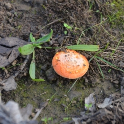 Amanita xanthocephala (Vermilion grisette) at Wamboin, NSW - 19 May 2020 by natureguy