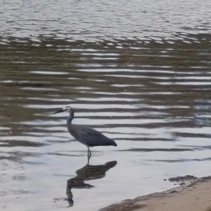 Egretta novaehollandiae at Cunjurong Point, NSW - 8 Jul 2020