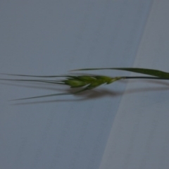 Triticum aestivum at Wamboin, NSW - 20 Jun 2020