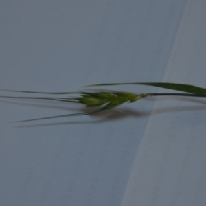 Triticum aestivum at Wamboin, NSW - 20 Jun 2020 01:52 PM