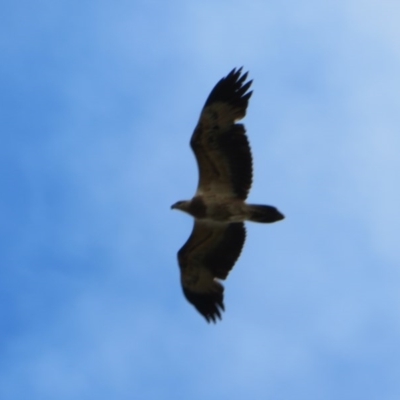 Haliaeetus leucogaster (White-bellied Sea-Eagle) at Fyshwick, ACT - 7 Jul 2020 by Christine