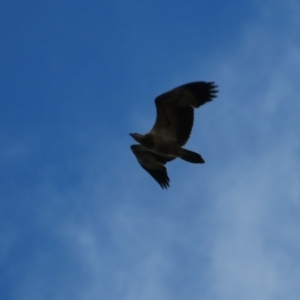 Haliaeetus leucogaster at Fyshwick, ACT - 7 Jul 2020