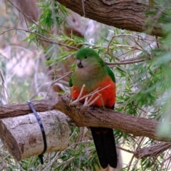 Alisterus scapularis (Australian King-Parrot) at Florey, ACT - 8 Jul 2020 by Kurt