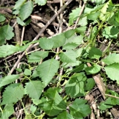 Cayratia clematidea (Slender Grape) at Undefined, NSW - 6 Jul 2020 by plants