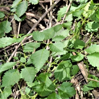 Cayratia clematidea (Slender Grape) at Undefined, NSW - 6 Jul 2020 by plants