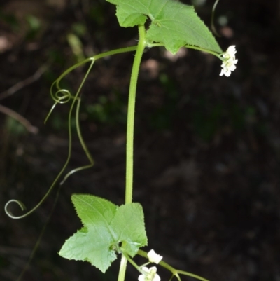 Sicyos australis (Star Cucumber) at Cullunghutti Aboriginal Area - 6 Jul 2020 by plants