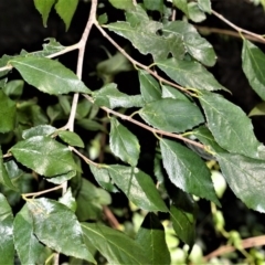 Streblus brunonianus (Whalebone Tree, White Handlewood) at Cullunghutti Aboriginal Area - 6 Jul 2020 by plants