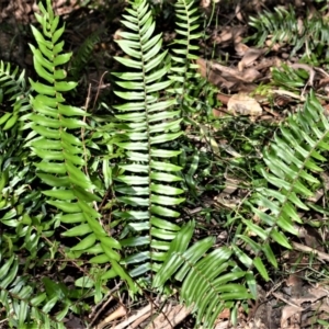 Pellaea falcata at Far Meadow, NSW - suppressed