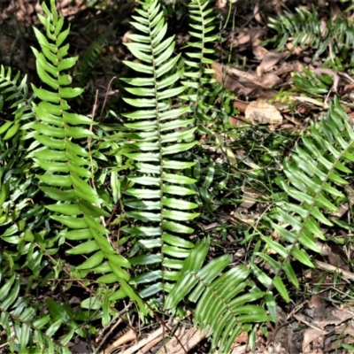 Pellaea falcata (Sickle Fern) at Far Meadow, NSW - 7 Jul 2020 by plants