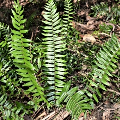 Pellaea falcata (Sickle Fern) at Cullunghutti Aboriginal Area - 6 Jul 2020 by plants