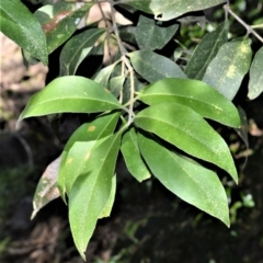 Notelaea longifolia (Long-Leaved Mock Olive) at Far Meadow, NSW - 7 Jul 2020 by plants