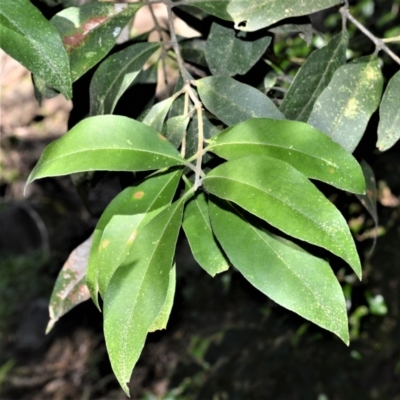 Notelaea longifolia (Long-Leaved Mock Olive) at Far Meadow, NSW - 6 Jul 2020 by plants
