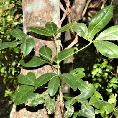 Melicope micrococca (Hairy-leaved Doughwood, White Euodia) at Far Meadow, NSW - 7 Jul 2020 by plants