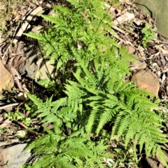 Pteris tremula (Tender Brake) at Far Meadow, NSW - 6 Jul 2020 by plants