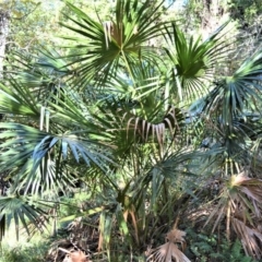 Livistona australis (Australian Cabbage Palm) at Cullunghutti Aboriginal Area - 6 Jul 2020 by plants