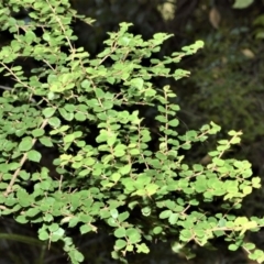 Pittosporum multiflorum (Orange Thorn) at Far Meadow, NSW - 7 Jul 2020 by plants