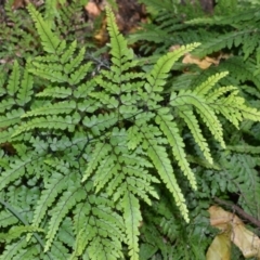 Adiantum formosum (Black Stem, Black-stem Maidenhair) at Far Meadow, NSW - 7 Jul 2020 by plants