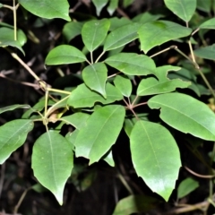 Cissus hypoglauca (Giant Water Vine) at Far Meadow, NSW - 7 Jul 2020 by plants
