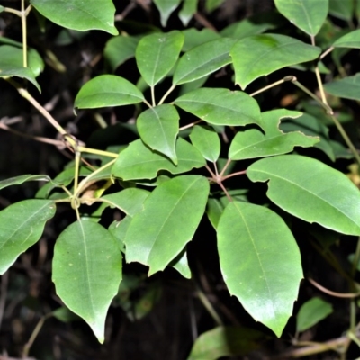 Cissus hypoglauca (Giant Water Vine) at Far Meadow, NSW - 7 Jul 2020 by plants