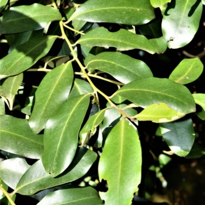 Diospyros australis (Black Plum, Yellow Persimmon, Grey Plum) at Far Meadow, NSW - 6 Jul 2020 by plants