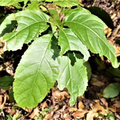 Ehretia acuminata var. acuminata (Koda) at Cullunghutti Aboriginal Area - 6 Jul 2020 by plants