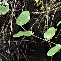 Smilax australis (Barbed-Wire Vine) at Cullunghutti Aboriginal Area - 6 Jul 2020 by plants