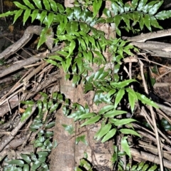 Arthropteris tenella (Climbing Fern) at Cullunghutti Aboriginal Area - 6 Jul 2020 by plants