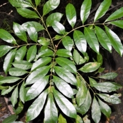 Synoum glandulosum (Scentless Rosewood) at Far Meadow, NSW - 6 Jul 2020 by plants