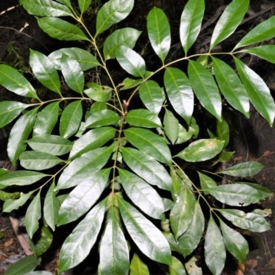Synoum glandulosum (Scentless Rosewood) at Far Meadow, NSW - 7 Jul 2020 by plants