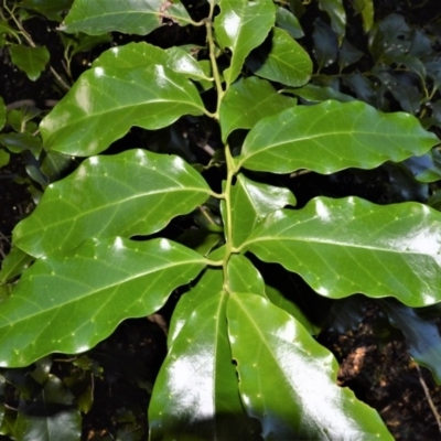 Pennantia cunninghamii (Brown Beech) at Far Meadow, NSW - 7 Jul 2020 by plants