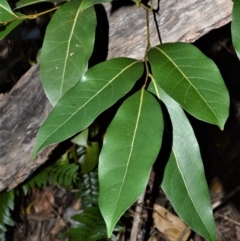 Cryptocarya microneura (Murrogun) at Far Meadow, NSW - 7 Jul 2020 by plants