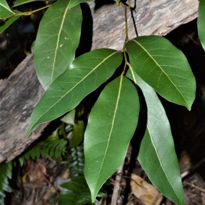 Cryptocarya microneura (Murrogun) at Far Meadow, NSW - 7 Jul 2020 by plants