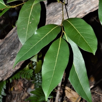 Cryptocarya microneura (Murrogun) at Far Meadow, NSW - 6 Jul 2020 by plants