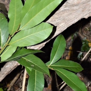 Cryptocarya microneura at Far Meadow, NSW - 7 Jul 2020