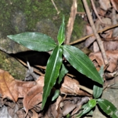 Aneilema acuminatum at Cullunghutti Aboriginal Area - 6 Jul 2020 by plants