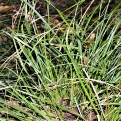 Carex longebrachiata (Bergalia Tussock) at Far Meadow, NSW - 6 Jul 2020 by plants