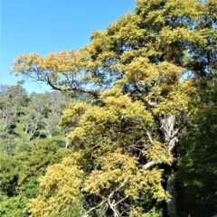 Toona ciliata (Red Cedar) at Far Meadow, NSW - 7 Jul 2020 by plants