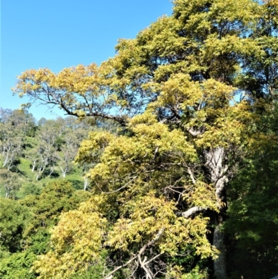 Toona ciliata (Red Cedar) at Far Meadow, NSW - 7 Jul 2020 by plants