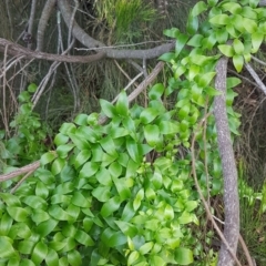 Asparagus asparagoides (Bridal Creeper, Florist's Smilax) at Bruce Ridge - 8 Jul 2020 by trevorpreston