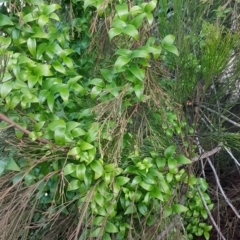 Asparagus asparagoides at O'Connor, ACT - 8 Jul 2020