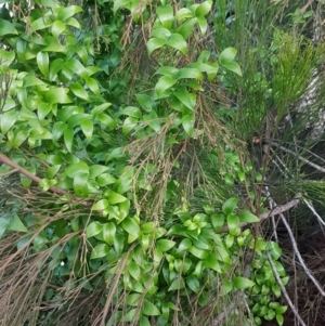 Asparagus asparagoides at O'Connor, ACT - 8 Jul 2020