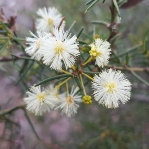 Acacia genistifolia at O'Connor, ACT - 8 Jul 2020