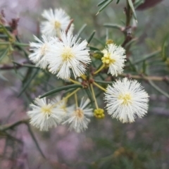 Acacia genistifolia (Early Wattle) at O'Connor, ACT - 8 Jul 2020 by tpreston