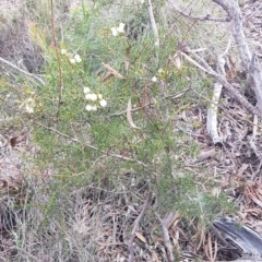 Acacia genistifolia at O'Connor, ACT - 8 Jul 2020