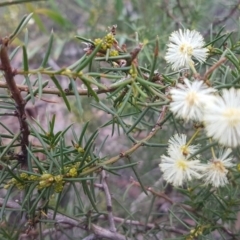 Acacia genistifolia at O'Connor, ACT - 8 Jul 2020