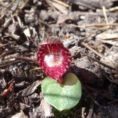 Corybas undulatus (Tailed Helmet Orchid) at Tewantin, QLD - 23 Jun 2020 by JoanH