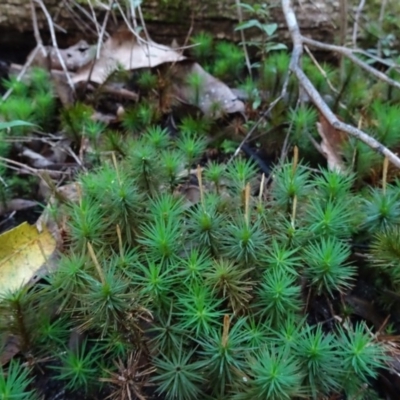 Dawsonia longiseta (Moss) at Tewantin National Park - 27 Jun 2020 by JoanH