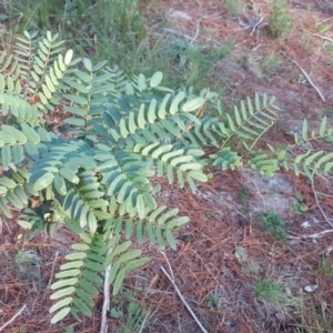 Acacia elata at Isaacs, ACT - 8 Jul 2020 04:34 PM